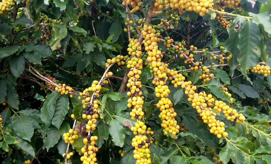 O Café do Norte Pioneiro foi o primeiro produto a obter o registro de Indicação Geográfica (IG) junto ao Instituto Nacional de Propriedade Industrial (INPI).  -  Foto:  Emater de Carlópolis