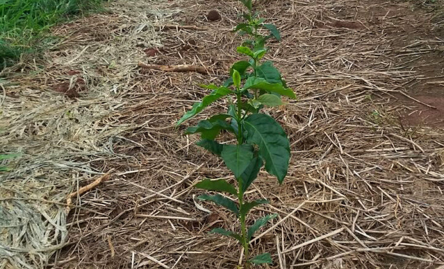 O Café do Norte Pioneiro foi o primeiro produto a obter o registro de Indicação Geográfica (IG) junto ao Instituto Nacional de Propriedade Industrial (INPI).  -  Foto:  Emater de Carlópolis