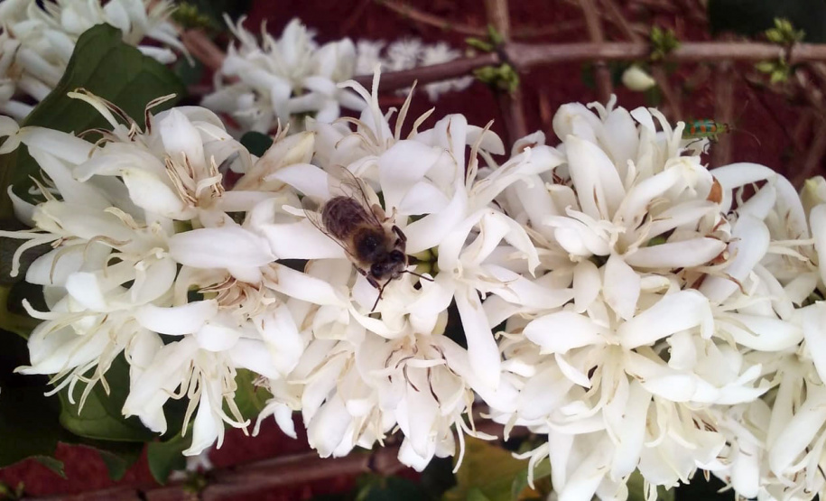 O Café do Norte Pioneiro foi o primeiro produto a obter o registro de Indicação Geográfica (IG) junto ao Instituto Nacional de Propriedade Industrial (INPI).  -  Foto:  Paulo Franzini/SEAB