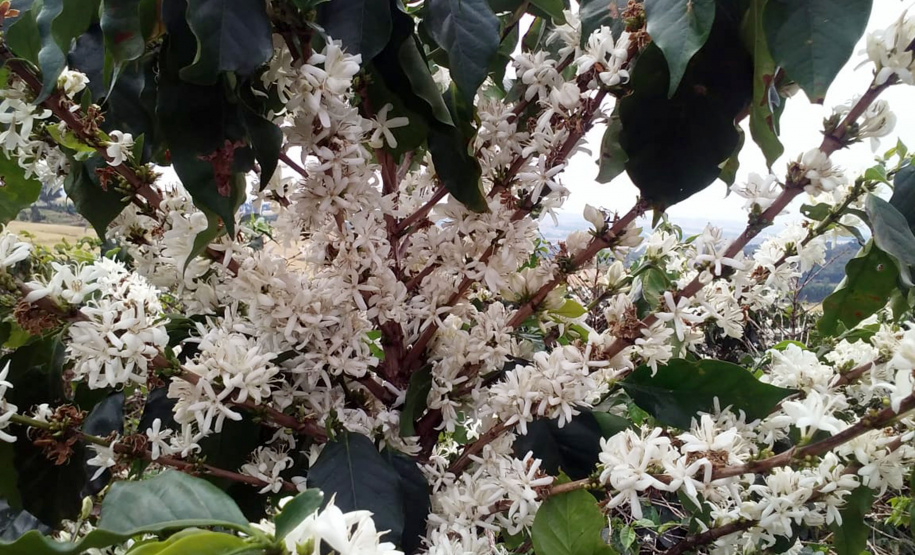 O Café do Norte Pioneiro foi o primeiro produto a obter o registro de Indicação Geográfica (IG) junto ao Instituto Nacional de Propriedade Industrial (INPI).  -  Foto:  Paulo Franzini/SEAB