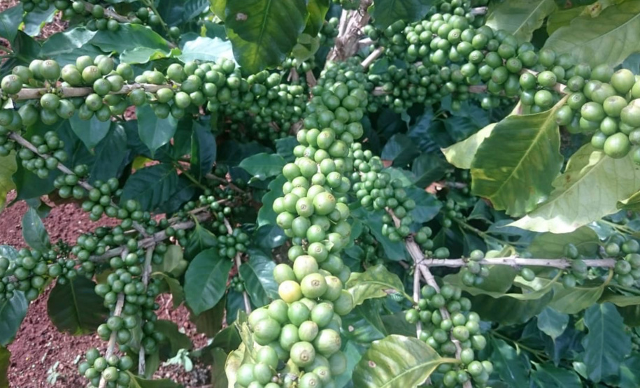 O Café do Norte Pioneiro foi o primeiro produto a obter o registro de Indicação Geográfica (IG) junto ao Instituto Nacional de Propriedade Industrial (INPI).  -  Foto:  Paulo Franzini/SEAB