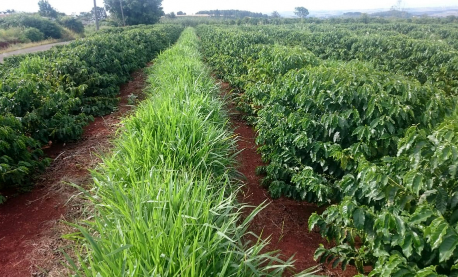 O Café do Norte Pioneiro foi o primeiro produto a obter o registro de Indicação Geográfica (IG) junto ao Instituto Nacional de Propriedade Industrial (INPI).  -  Foto:  Paulo Franzini/SEAB