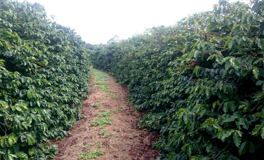 O Café do Norte Pioneiro foi o primeiro produto a obter o registro de Indicação Geográfica (IG) junto ao Instituto Nacional de Propriedade Industrial (INPI).  -  Foto:  Paulo Franzini/SEAB