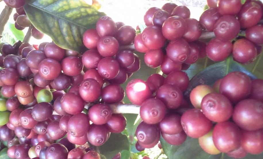 O Café do Norte Pioneiro foi o primeiro produto a obter o registro de Indicação Geográfica (IG) junto ao Instituto Nacional de Propriedade Industrial (INPI).  -  Foto:  Paulo Franzini/SEAB