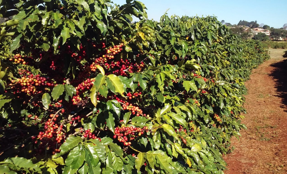 O Café do Norte Pioneiro foi o primeiro produto a obter o registro de Indicação Geográfica (IG) junto ao Instituto Nacional de Propriedade Industrial (INPI).  -  Foto:  Paulo Franzini/SEAB