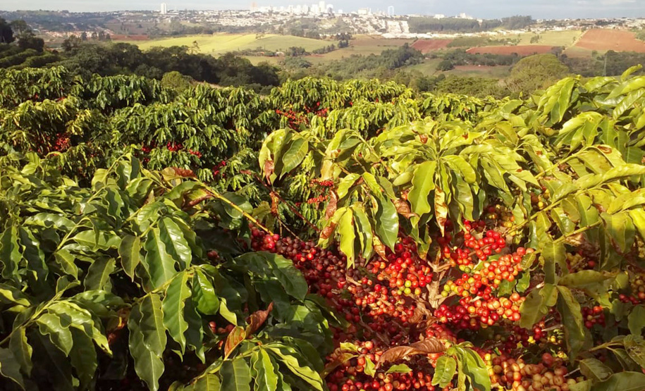 O Café do Norte Pioneiro foi o primeiro produto a obter o registro de Indicação Geográfica (IG) junto ao Instituto Nacional de Propriedade Industrial (INPI).  -  Foto:  Paulo Franzini/SEAB