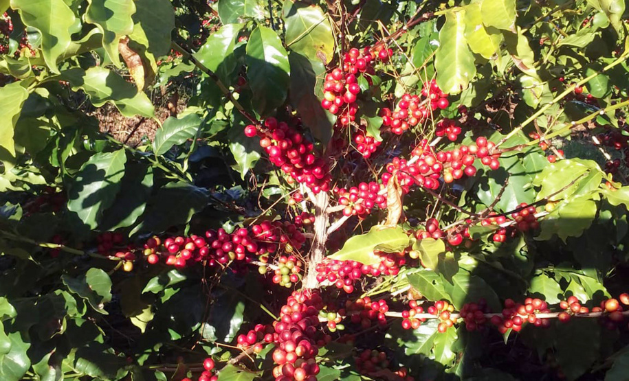 O Café do Norte Pioneiro foi o primeiro produto a obter o registro de Indicação Geográfica (IG) junto ao Instituto Nacional de Propriedade Industrial (INPI).  -  Foto:  Paulo Franzini/SEAB
