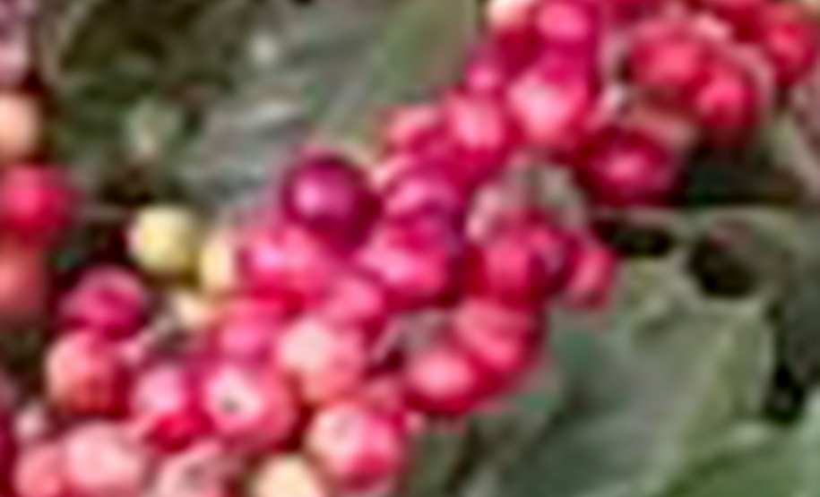 O Café do Norte Pioneiro foi o primeiro produto a obter o registro de Indicação Geográfica (IG) junto ao Instituto Nacional de Propriedade Industrial (INPI).  -  Foto:  Paulo Franzini/SEAB