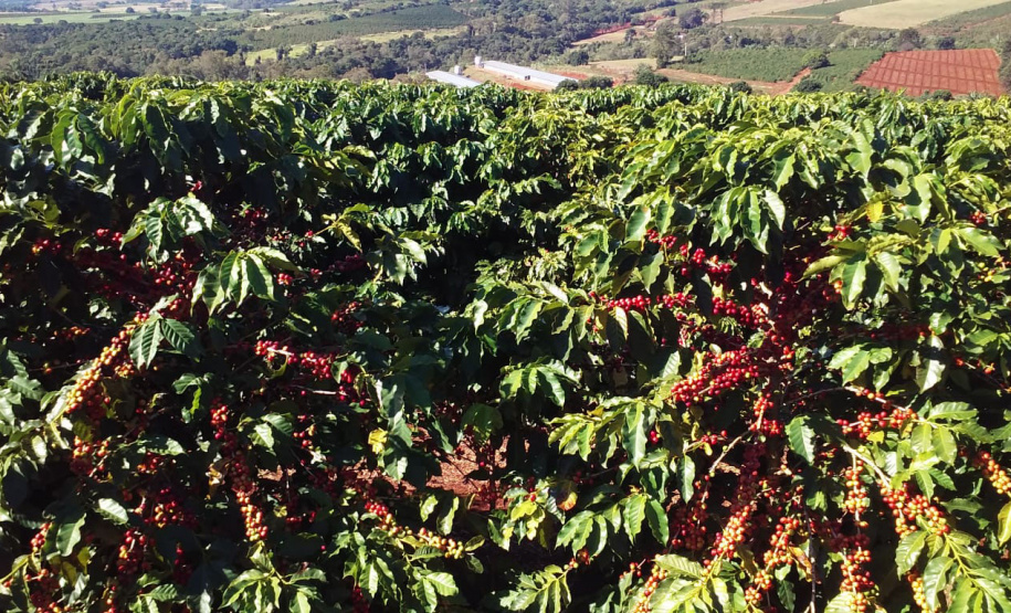 O Café do Norte Pioneiro foi o primeiro produto a obter o registro de Indicação Geográfica (IG) junto ao Instituto Nacional de Propriedade Industrial (INPI).  -  Foto:  Paulo Franzini/SEAB