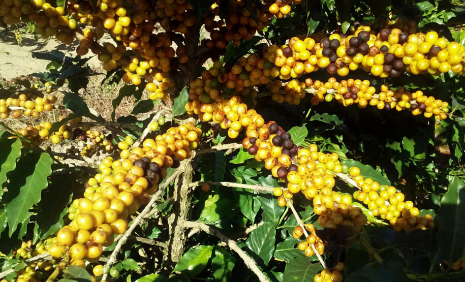 O Café do Norte Pioneiro foi o primeiro produto a obter o registro de Indicação Geográfica (IG) junto ao Instituto Nacional de Propriedade Industrial (INPI).  -  Foto:  Paulo Franzini/SEAB