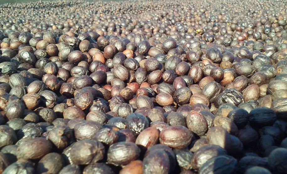 O Café do Norte Pioneiro foi o primeiro produto a obter o registro de Indicação Geográfica (IG) junto ao Instituto Nacional de Propriedade Industrial (INPI).  -  Foto:  Paulo Franzini/SEAB