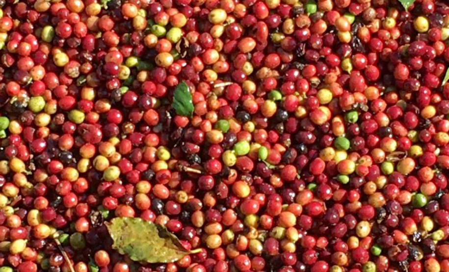 O Café do Norte Pioneiro foi o primeiro produto a obter o registro de Indicação Geográfica (IG) junto ao Instituto Nacional de Propriedade Industrial (INPI).  Foto: Paulo Franzini/SEAB