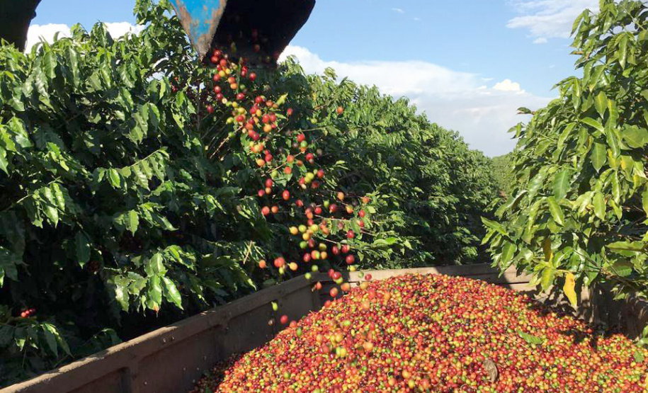 O Café do Norte Pioneiro foi o primeiro produto a obter o registro de Indicação Geográfica (IG) junto ao Instituto Nacional de Propriedade Industrial (INPI).  Foto: Paulo Franzini/SEAB