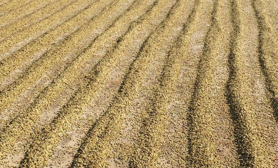 O Café do Norte Pioneiro foi o primeiro produto a obter o registro de Indicação Geográfica (IG) junto ao Instituto Nacional de Propriedade Industrial (INPI).  Foto: Paulo Franzini/SEAB