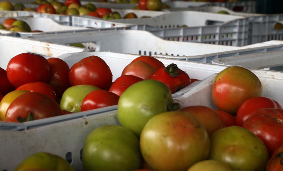 Por meio do Banco de Alimentos da Ceasa, hortigranjeiros são reaproveitados anualmente, evitando o desperdício e garantindo a segurança alimentar de cerca de 194 mil pessoas.Foto: Gilson Abreu/ANPr