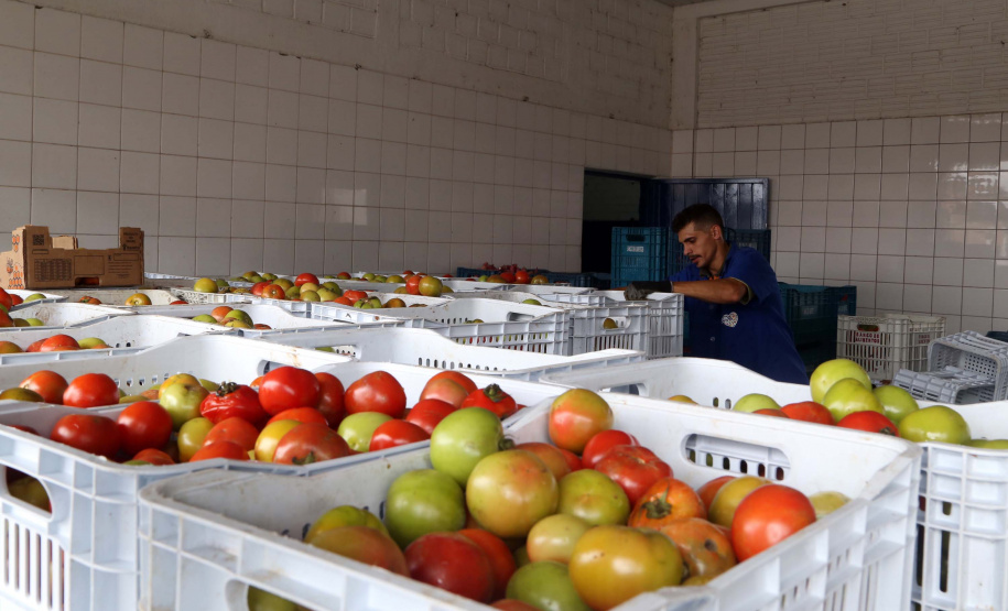 Por meio do Banco de Alimentos da Ceasa, hortigranjeiros são reaproveitados anualmente, evitando o desperdício e garantindo a segurança alimentar de cerca de 194 mil pessoas.Foto: Gilson Abreu/ANPr