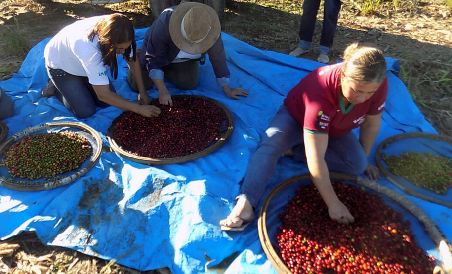 Reunião sobre colheita no município de Pinhalão - Foto: Emater