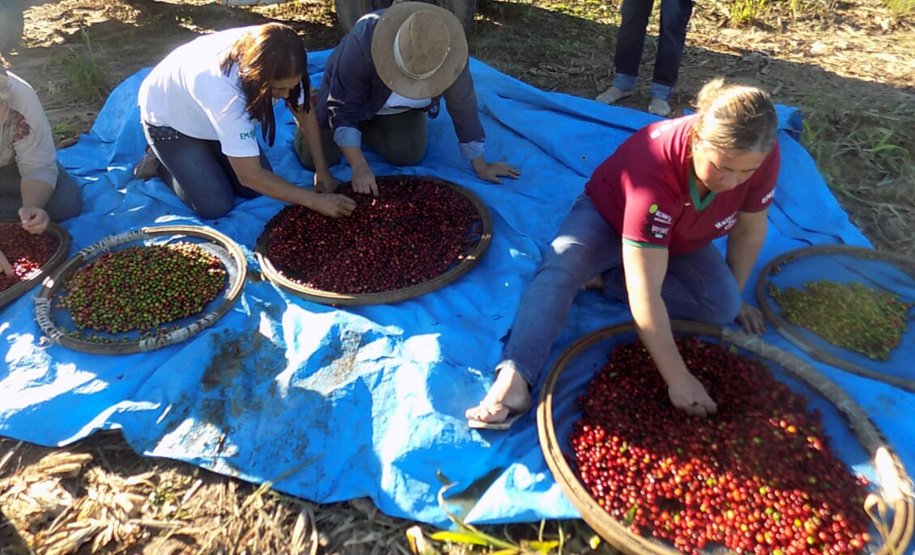 Reunião sobre colheita no município de Pinhalão  -  Foto: Emater