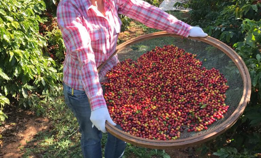 Rosana de Azevedo Felet, cafeicultora e coordenadora do projeto Mulheres do Café de Carlópolis - Foto: Divulgação
