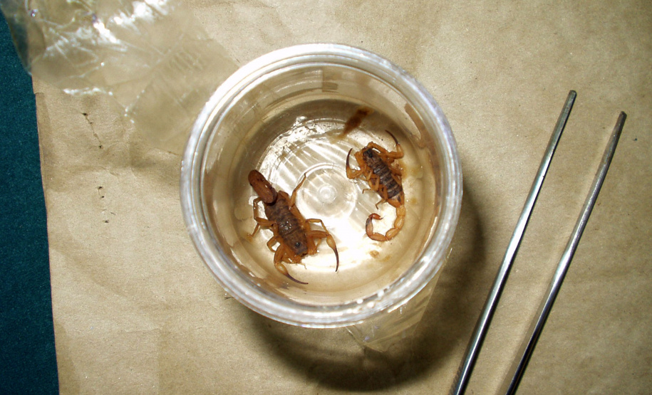 A melhor forma de afastar a possibilidade de acidentes com escorpiões é evitar que se proliferem nas residências e áreas urbanas. A Secretaria de Estado da Saúde orienta a população sobre os cuidados que devem ser tomados para coibir que a população desses animais cresça. -  Curitiba, 11/03/2019  -  Foto: Emanuel Marques da Silva/ Divisão de Zoonoses e Intoxicações da SESA