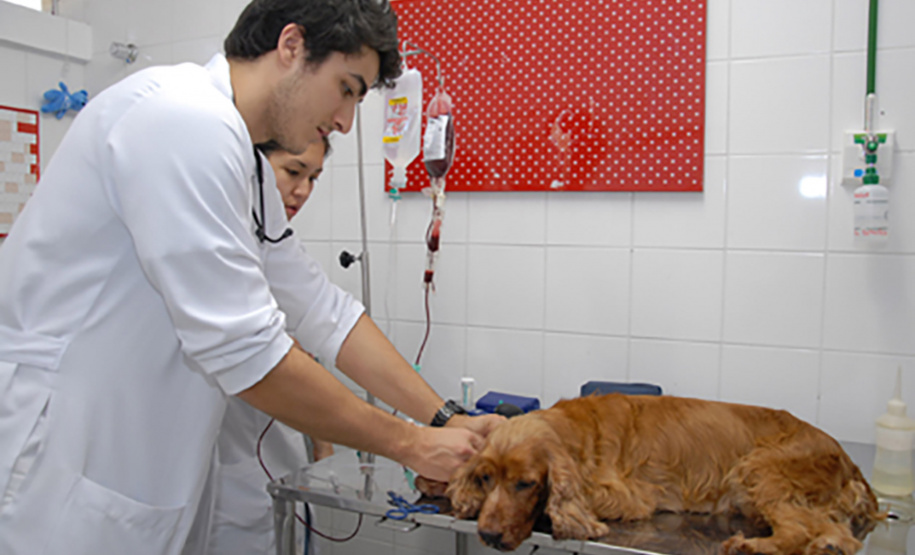 O Projeto VIDA objetiva manter o estoque do Banco de Sangue de Cães para atender aos animais que chegam ao Hospital. A professora almeja atender a todos os hospitais veterinários de Londrina. Porém, para isso são necessários 300 cães doadores regulares. Foto: Arquivo/Agência UEL
