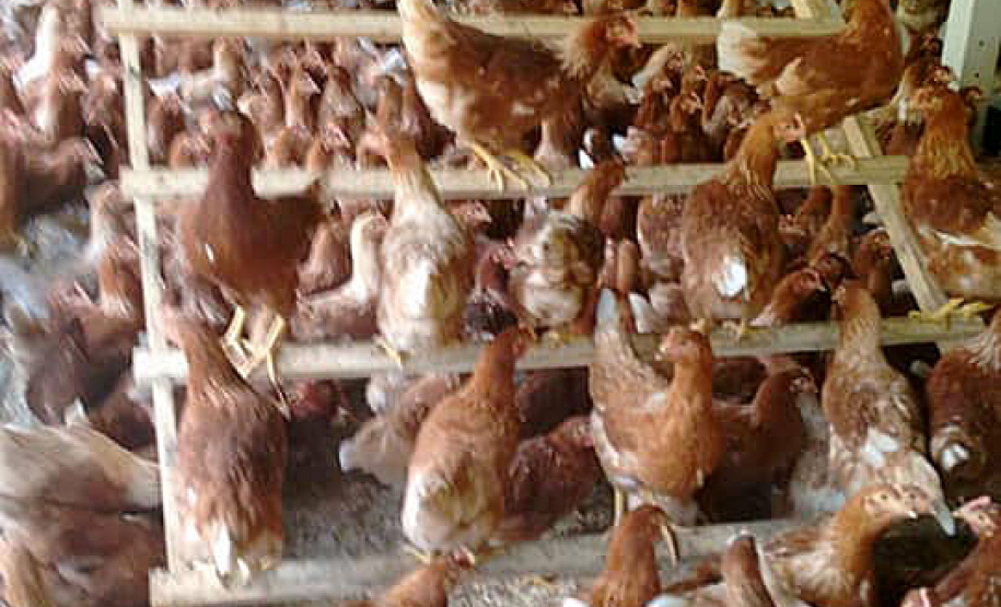 Um projeto pioneiro de avicultura, com bem-estar animal, começou a funcionar neste ano em Cascavel, no Oeste do Paraná