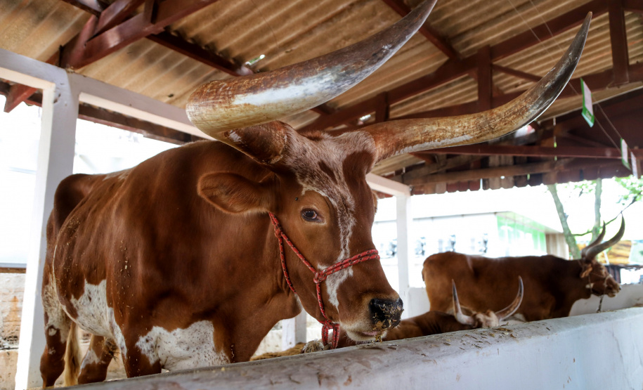 Em visita à 45ª edição da Expo Umuarama na noite desta sexta-feira (15), o governador Carlos Massa Ratinho Junior anunciou um pacote de R$ 54,7 milhões em investimentos na PR-323. Foram assinadas três licitações de obras e projetos de duplicação e ampliação da capacidade de tráfego da rodovia, que é um importante corredor da malha estadual e proporciona ligação com países do Mercosul. - Umuarama, 15/03/2019 - foto: José Fernando Ogura/ANPr