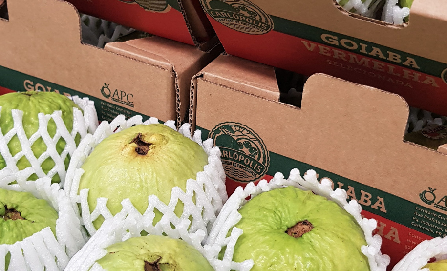 Goiaba conquista certificação internacional - Foto: Régis Santos