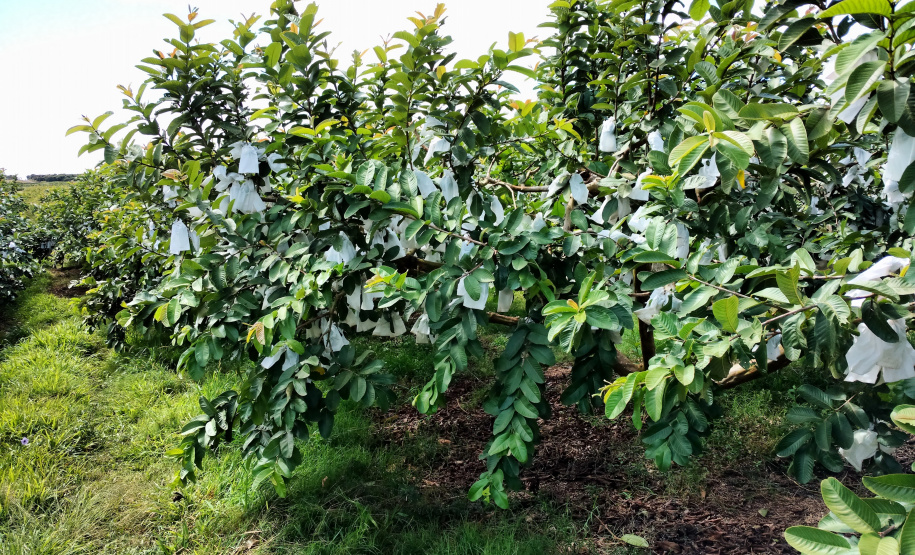 Associação de Fruticultores e Olericultores de Carlópolis - Produtores de goiaba. - Foto: