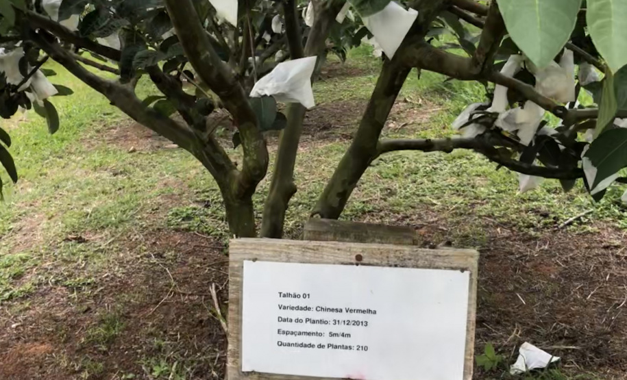 Associação de Fruticultores e Olericultores de Carlópolis - Produtores de goiaba. Na foto, Placas para identificação de talhões, garantindo a rastreabilidade do produtor. Foto: Luiza Rocha Ribeiro
