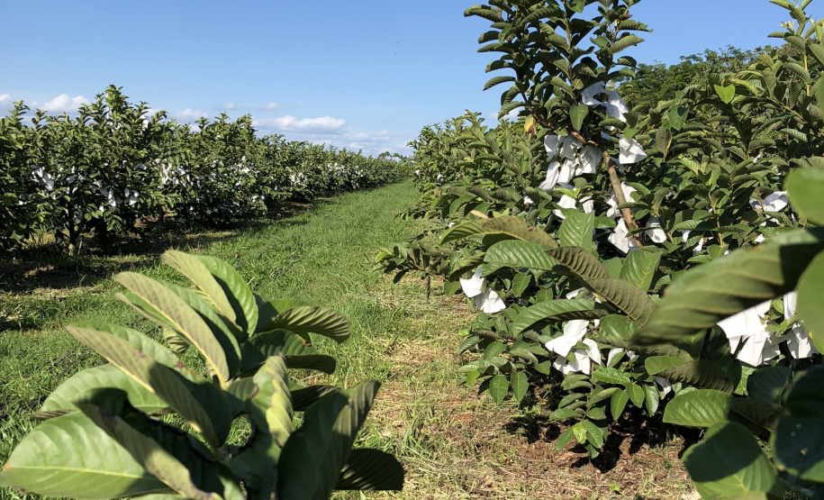 Associação de Fruticultores e Olericultores de Carlópolis - Produtores de goiaba. Na foto, Pomar de goiabeira chinesa no sítio da produtora Inês Sasaki. Foto: Luiza Rocha Ribeiro