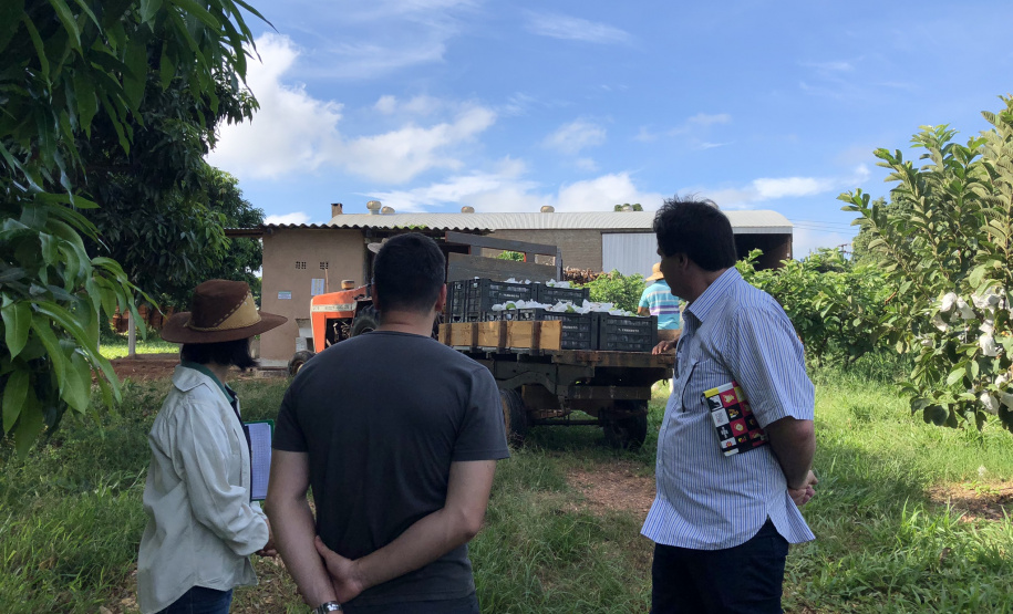 Associação de Fruticultores e Olericultores de Carlópolis - Produtores de goiaba.  -  Foto: