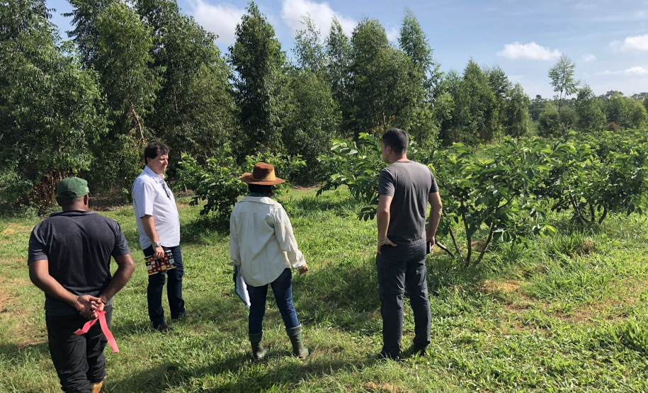 Associação de Fruticultores e Olericultores de Carlópolis - Produtores de goiaba.  -  Foto: