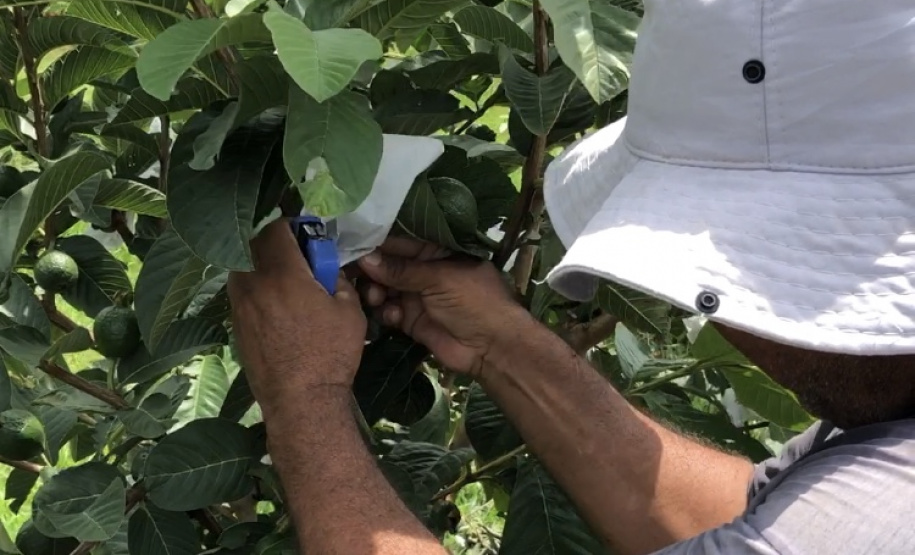 Associação de Fruticultores e Olericultores de Carlópolis - Produtores de goiaba.  -  Foto: