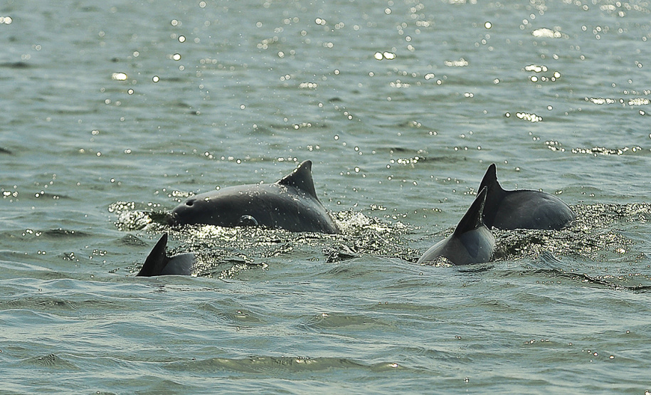 APPA registra 400 golfinhos os arredores dos portos do Paraná. Foto: Ivan Bueno/Arquivo APPA