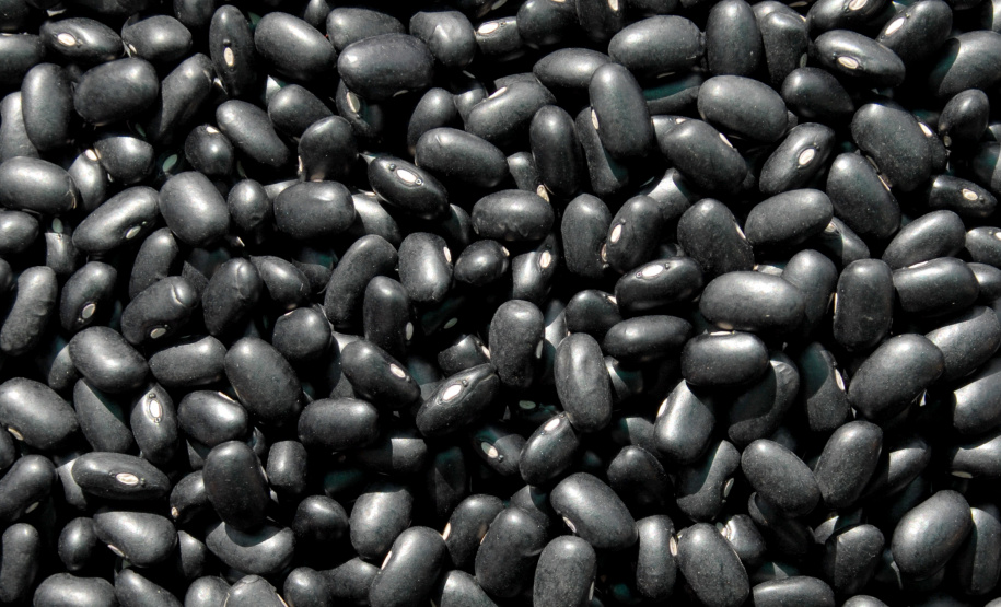 O Instituto Agronômico do Paraná (Iapar) lança nesta quinta-feira (28) a cultivar de feijão preto IPR Urutau, em apresentação dirigida a produtores, técnicos, dirigentes e lideranças do agronegócio. O evento será realizado no Polo Regional de Ponta Grossa, a partir das 9 horas, com a presença do secretário de agricultura e abastecimento do Estado, Norberto Anacleto Ortigara.  Londrina, 25/03/2019  -  Foto: Divulgação Iapar