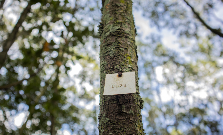 Os seis manguezais no entorno dos portos de Paranaguá e Antonina são monitorados regularmente. Neste ano, foram quatro atividades de atenção e cuidado voltadas ao ecossistema. Ao longo desta semana, uma equipe de técnicos dos Portos do Paraná trabalhará na análise dos dados coletados.  -  Paranaguá, 25/03/2019  -  Foto: Claudio Neves/ Administração dos Portos do Paraná