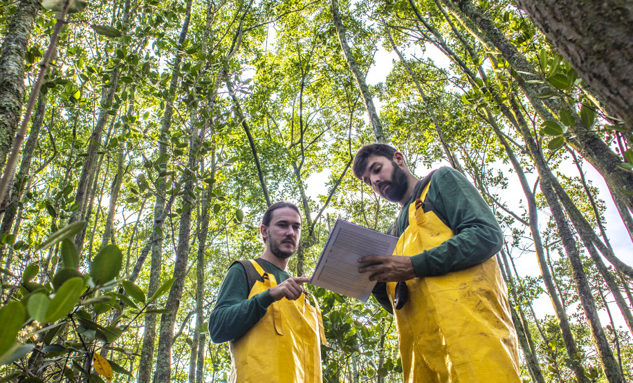 Os seis manguezais no entorno dos portos de Paranaguá e Antonina são monitorados regularmente. Neste ano, foram quatro atividades de atenção e cuidado voltadas ao ecossistema. Ao longo desta semana, uma equipe de técnicos dos Portos do Paraná trabalhará na análise dos dados coletados.  -  Paranaguá, 25/03/2019  -  Foto: Claudio Neves/ Administração dos Portos do Paraná