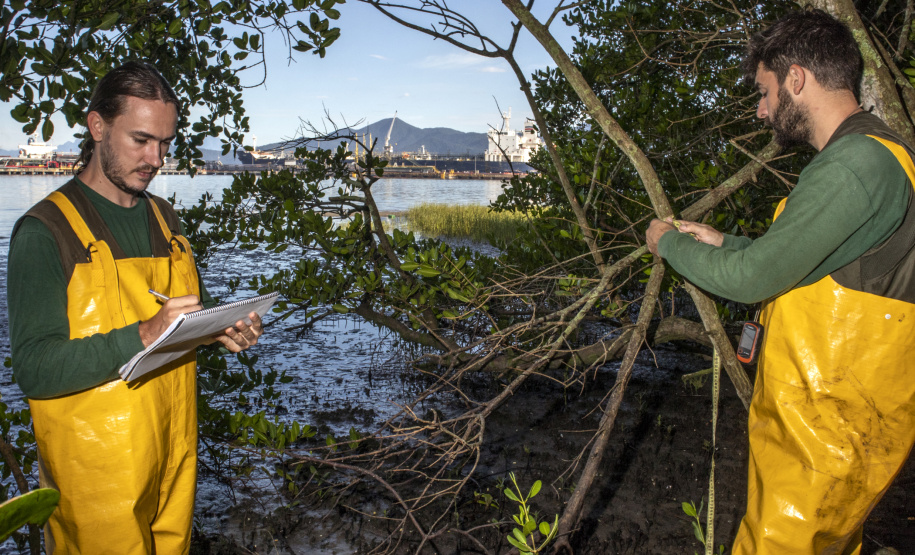 Os seis manguezais no entorno dos portos de Paranaguá e Antonina são monitorados regularmente. Neste ano, foram quatro atividades de atenção e cuidado voltadas ao ecossistema. Ao longo desta semana, uma equipe de técnicos dos Portos do Paraná trabalhará na análise dos dados coletados.  -  Paranaguá, 25/03/2019  -  Foto: Claudio Neves/ Administração dos Portos do Paraná