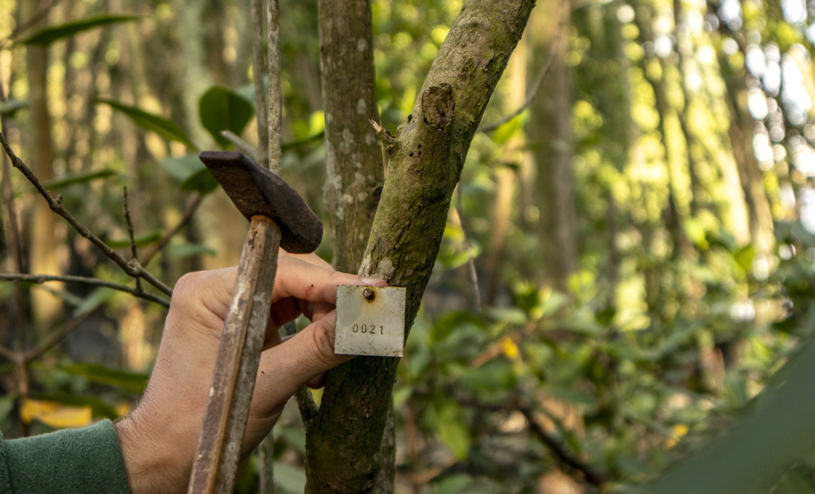 Os seis manguezais no entorno dos portos de Paranaguá e Antonina são monitorados regularmente. Neste ano, foram quatro atividades de atenção e cuidado voltadas ao ecossistema. Ao longo desta semana, uma equipe de técnicos dos Portos do Paraná trabalhará na análise dos dados coletados.  -  Paranaguá, 25/03/2019  -  Foto: Claudio Neves/ Administração dos Portos do Paraná