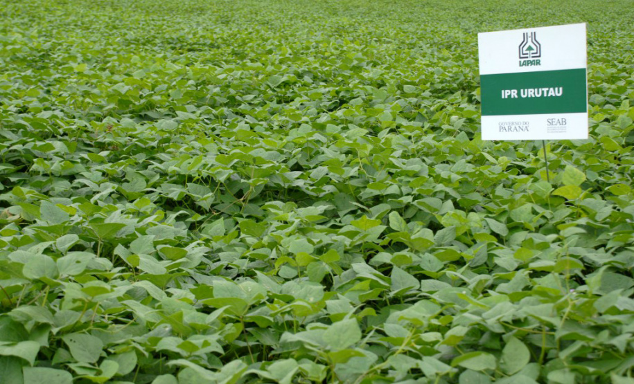 O secretário estadual da Agricultura e do Abastecimento, Norberto Ortigara, participou nesta quinta-feira (28) em Ponta Grossa do lançamento da cultivar de feijão-preto IPR Urutau, elaborada pelo Instituto Agronômico do Paraná (Iapar). - Ponta Grossa, 28/03/2019 - Foto: Edino Ferreira da Silva/ Iapar