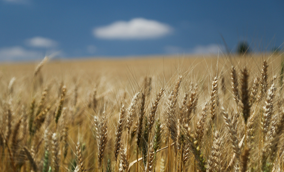 A safra de grãos 2018/19 do Paraná deve atingir 37,1 milhões de toneladas, de acordo com o relatório mais recente do Departamento de Economia Rural (Deral) da Secretaria de Estado da Agricultura e do Abastecimento. TRIGO - A partir do mês que vem (abril), os produtores devem começar a plantar o trigo. Os preços estão em torno de R$ 48,00 a saca de 60 kg, valor 37% acima dos praticados no mesmo período do ano passado.  -  Curitiba, 29/03/2019  -  Foto: José Fernando Ogura/ANPr