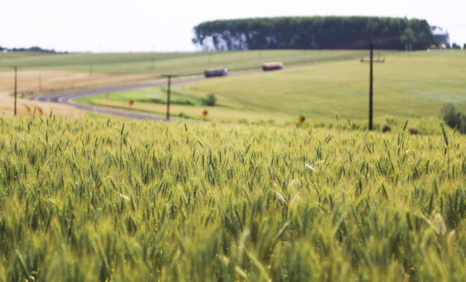 A safra de grãos 2018/19 do Paraná deve atingir 37,1 milhões de toneladas, de acordo com o relatório mais recente do Departamento de Economia Rural (Deral) da Secretaria de Estado da Agricultura e do Abastecimento. TRIGO - A partir do mês que vem (abril), os produtores devem começar a plantar o trigo. Os preços estão em torno de R$ 48,00 a saca de 60 kg, valor 37% acima dos praticados no mesmo período do ano passado.  -  Curitiba, 29/03/2019  -  Foto: José Fernando Ogura/ANPr
