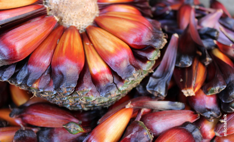 Venda do pinhão está liberada a partir de segunda-feira. Foto: Mauro Scharnik / IAP