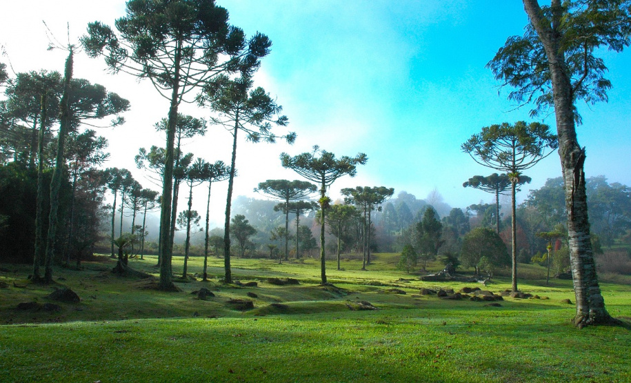 O Instituto Ambiental do Paraná (IAP) destaca que a colheita, a venda, o transporte e o armazenamento do pinhão estão liberados a partir de segunda-feira, 1º de abril. Foto: Denis Ferreira Netto/IAP