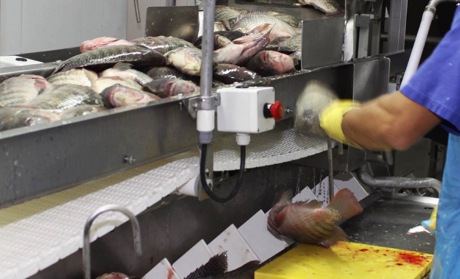 Tilapia Líder na produção nacional de pescados, o Paraná projeta crescimento da ordem de 20% na atividade em 2019. Segundo o Departamento de Economia Rural (Deral) da Secretaria de Agricultura e Abastecimento, a expectativa é atingir a marca de 170 mil toneladas de carne de peixe. - Foto Jonas Oliveira/Arquivo ANPr