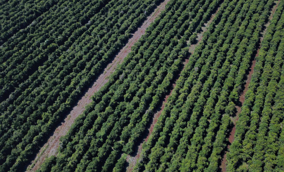 Rota do Café - Fazenda Palmeira - Distrito de Santa Mariana - Londrina/PR. Foto: José Fernando Ogura/ANPr