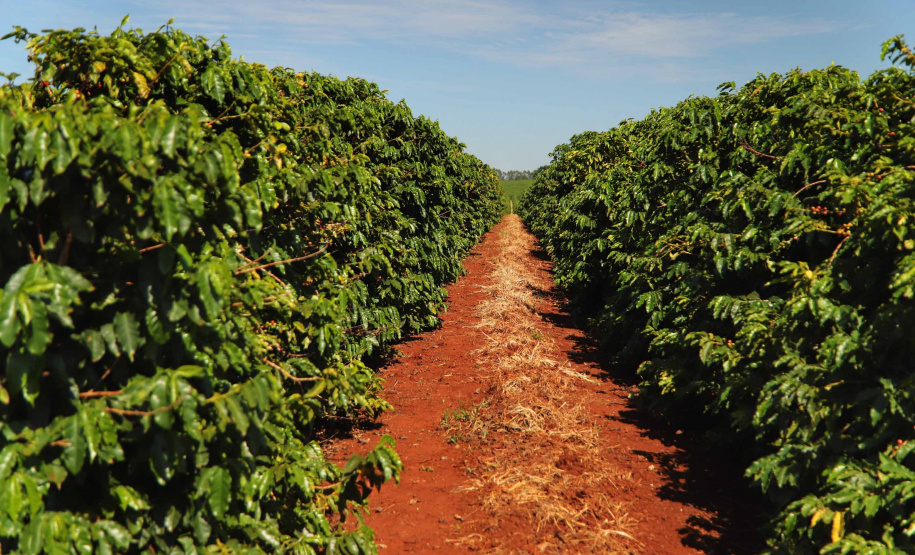 Rota do Café - Fazenda Palmeira - Distrito de Santa Mariana - Londrina/PR. Foto: José Fernando Ogura/ANPr