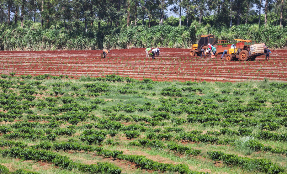Rota do Café - Fazenda Palmeira - Distrito de Santa Mariana - Londrina/PR. Foto: José Fernando Ogura/ANPr