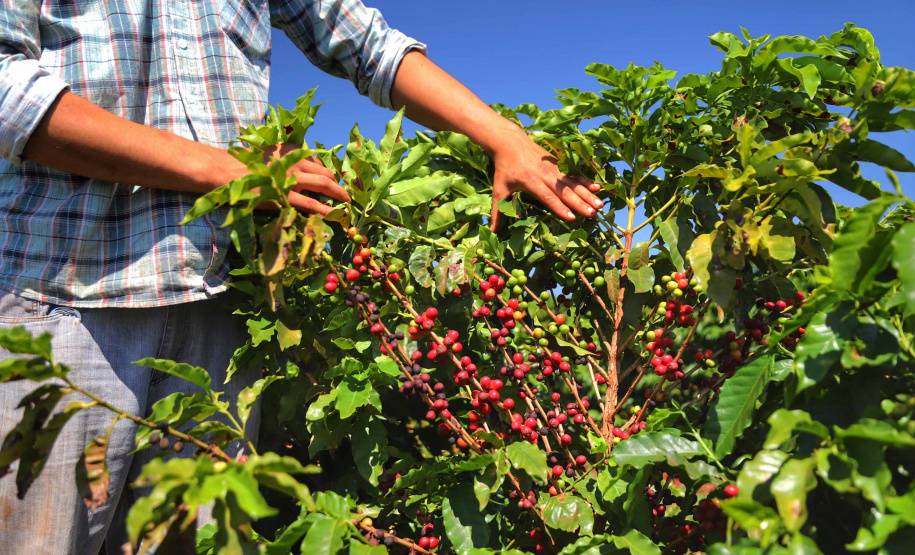Rota do Café - Fazenda Palmeira - Distrito de Santa Mariana - Londrina/PR. Foto: José Fernando Ogura/ANPr